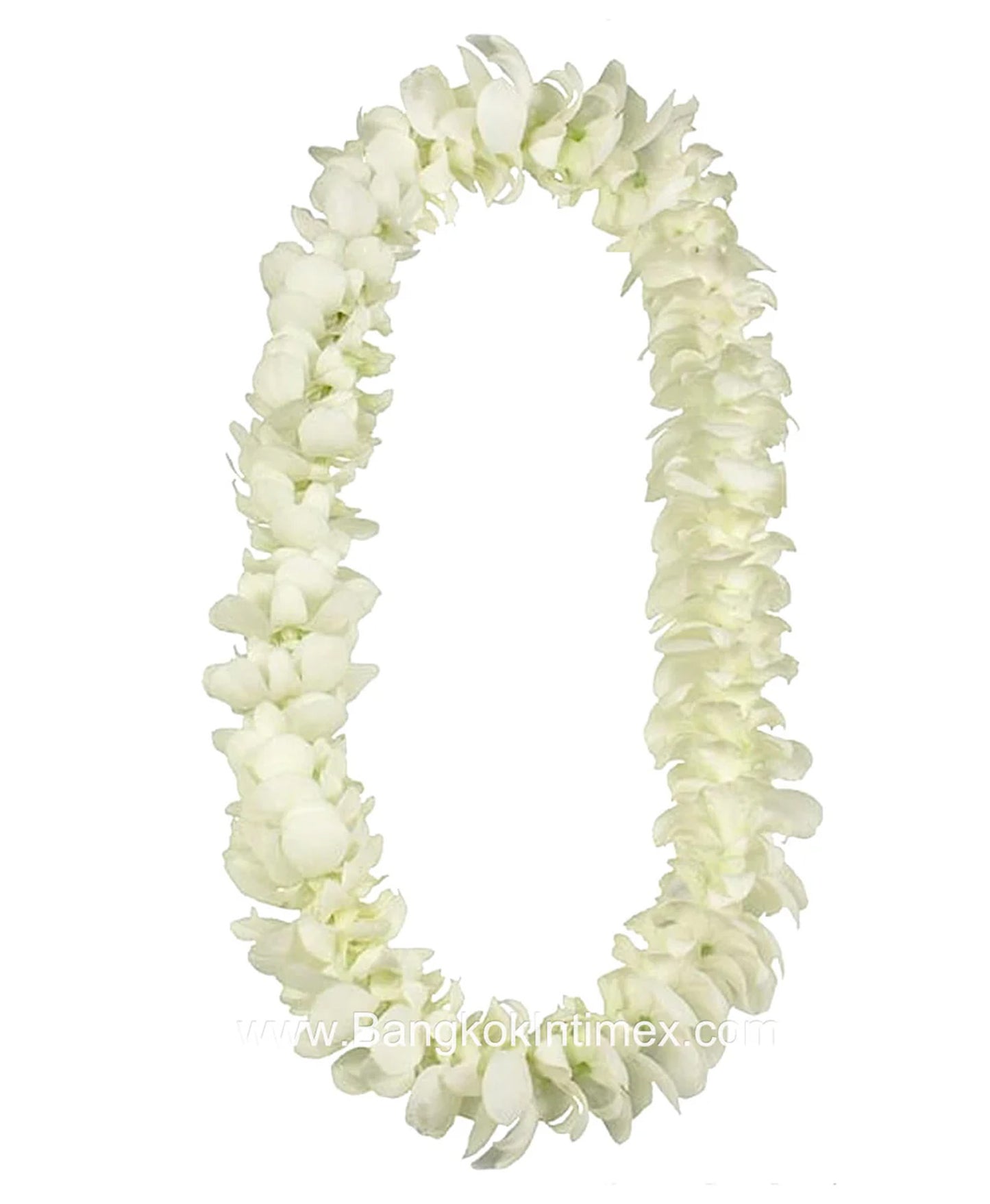 PREBOOK - White S-LEI ( SINGLE LEI ) Dendrobium Orchid Fresh Flowers