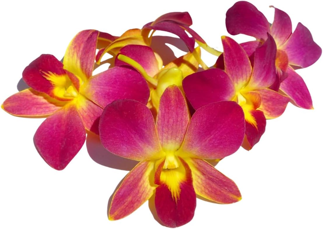 Prebook 100 DUO YELLOW Dyed Fresh Cut Dendrobium Orchid Loose Bloom