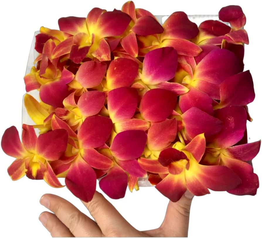 Prebook 100 DUO YELLOW Dyed Fresh Cut Dendrobium Orchid Loose Bloom