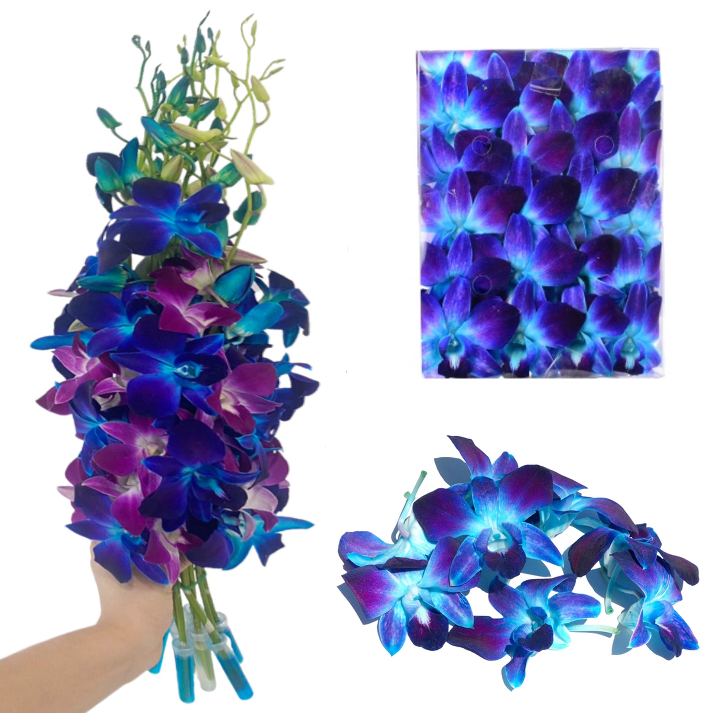 Prebook 20 Stems BLUE-PURPLE Fresh Cut Dendrobium Orchid Bouquet