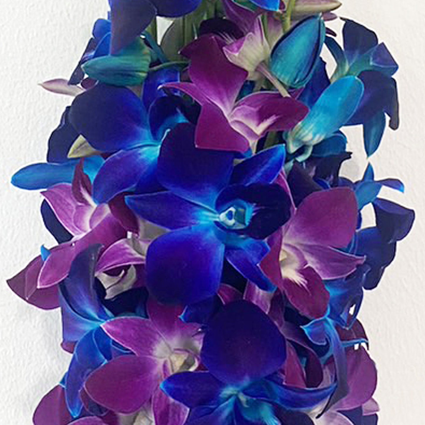 Prebook 20 Stems BLUE-PURPLE Fresh Cut Dendrobium Orchid Bouquet