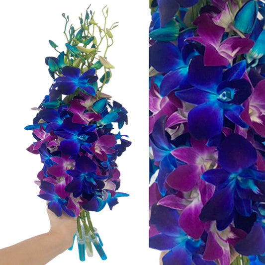 Prebook 20 Stems BLUE-PURPLE Fresh Cut Dendrobium Orchid Bouquet