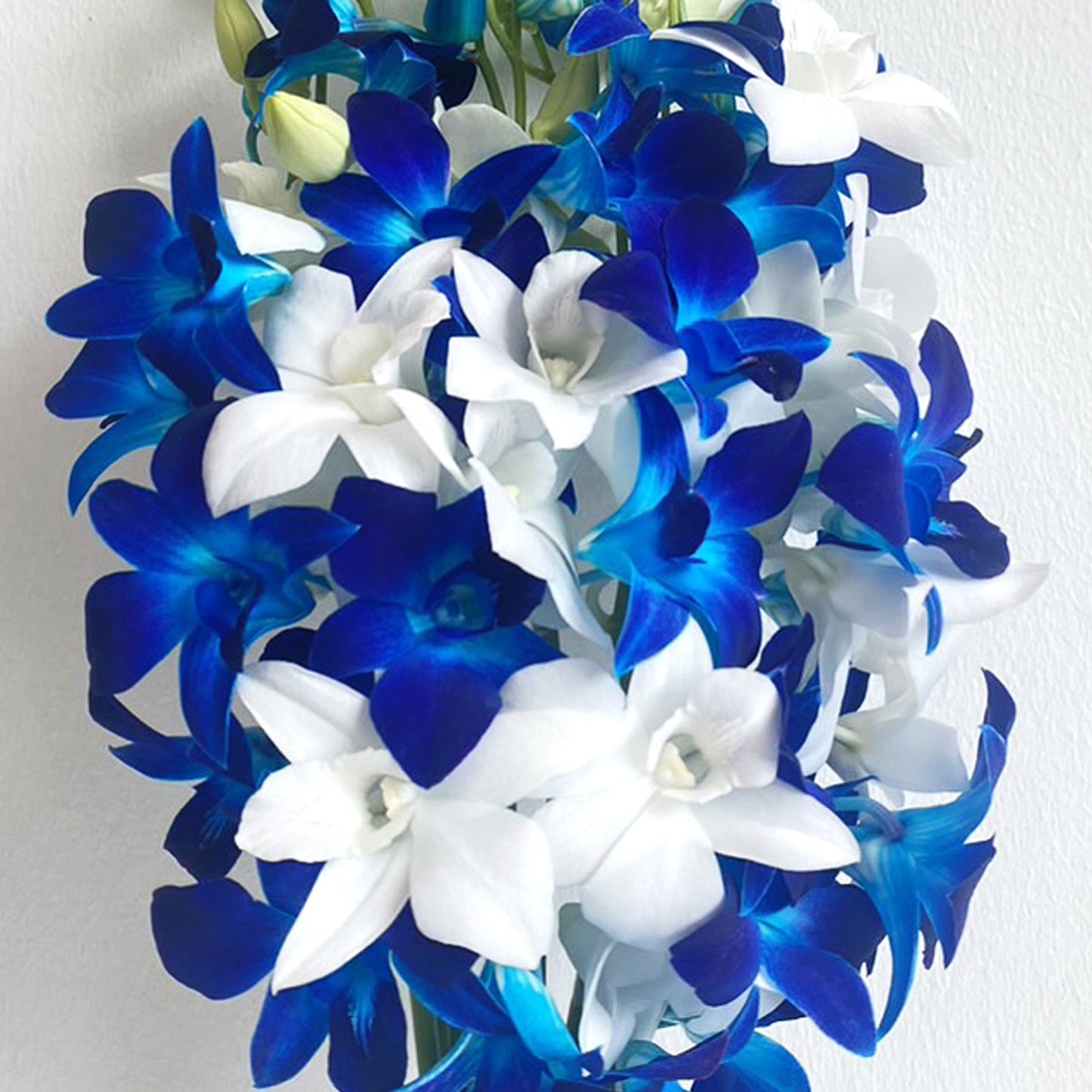 Prebook 20 Stems BLUE-WHITE Fresh Cut Dendrobium Orchid Bouquet