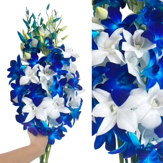 Prebook 20 Stems BLUE-WHITE Fresh Cut Dendrobium Orchid Bouquet