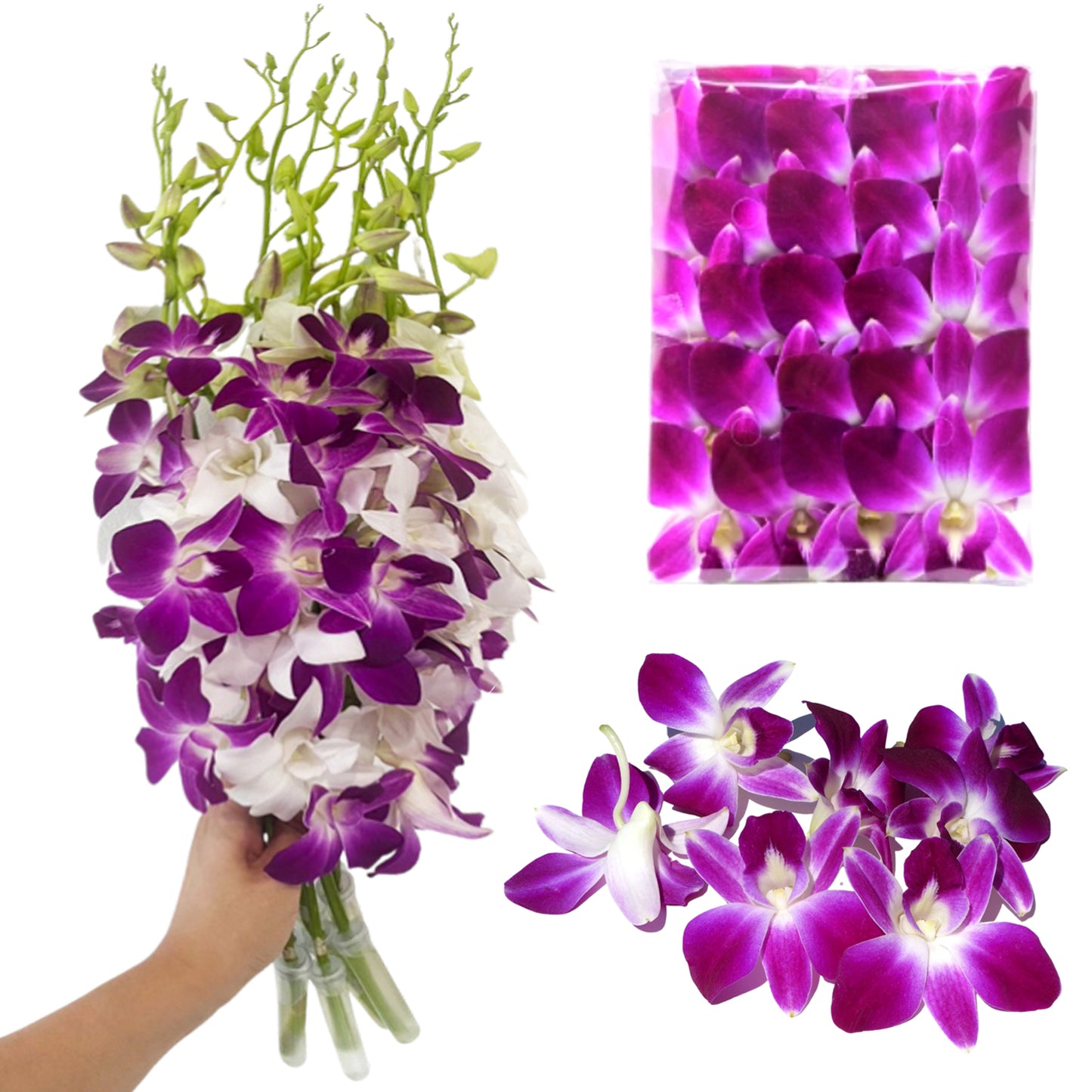 Prebook 20 Stems PURPLE-WHITE Fresh Cut Dendrobium Orchid Bouquet