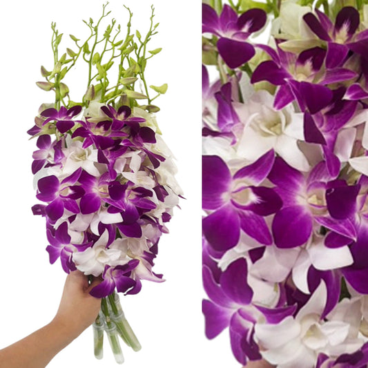 Prebook 20 Stems PURPLE-WHITE Fresh Cut Dendrobium Orchid Bouquet