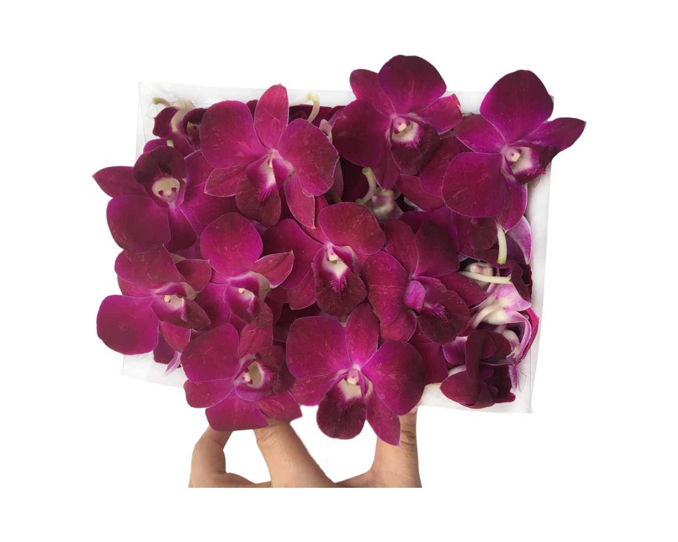 Prebook 100 Burgundy Dark Purple Maroon Miss Singapore Fresh Cut Dendrobium Orchid Loose Bloom
