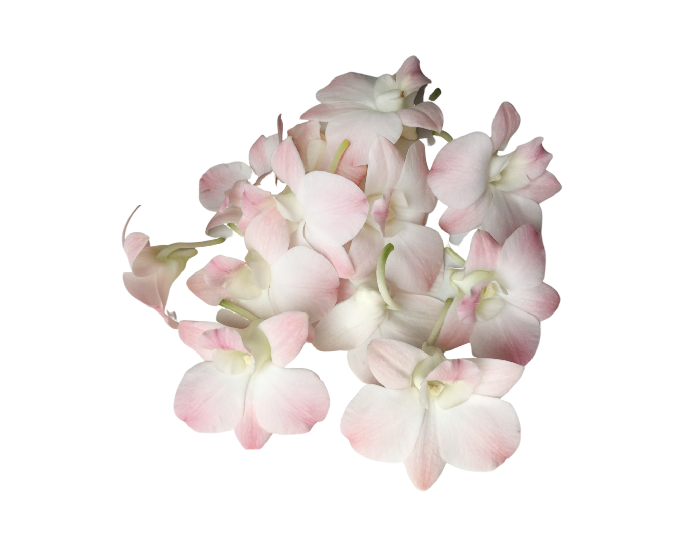 Prebook 100 Peach Neva Marco Polo Fresh Cut Dendrobium Orchid Loose Bloom