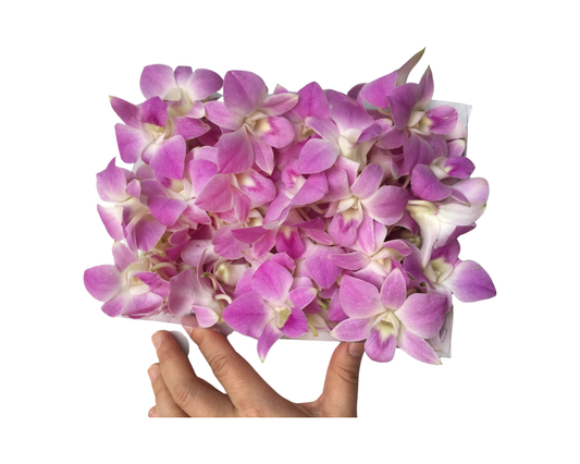 Prebook 100 Baby Pink Sakura Anna Fresh Cut Dendrobium Orchid Loose Bloom