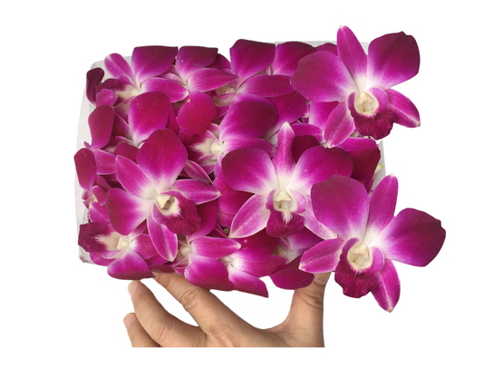 Prebook 100 Purple Bombay Sonia Classic Fresh Cut Dendrobium Orchid Loose Bloom