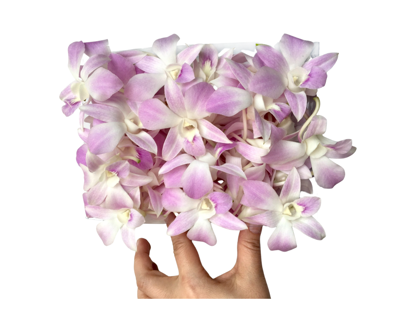 Prebook 100 Light Pink Miss Teen Fresh Cut Dendrobium Orchid Loose Bloom