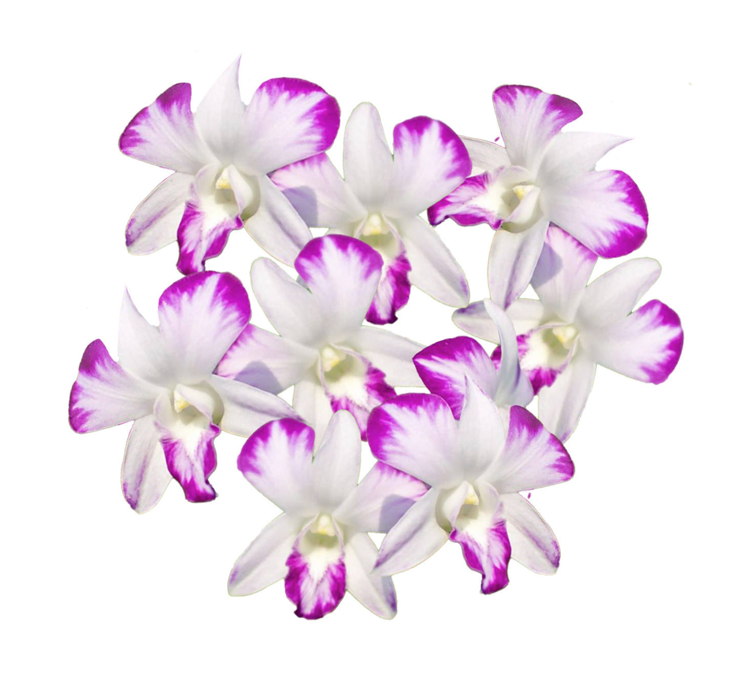 Prebook 50 Novelty Variety "SPLASH GALAXY" Natural Fresh Orchid Loose Bloom