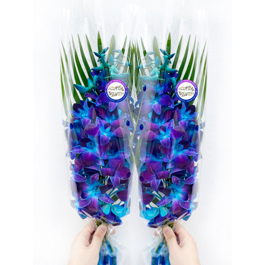 IN STOCK - 10 Stems WHITE Fresh Cut Dendrobium Orchid Bouquet