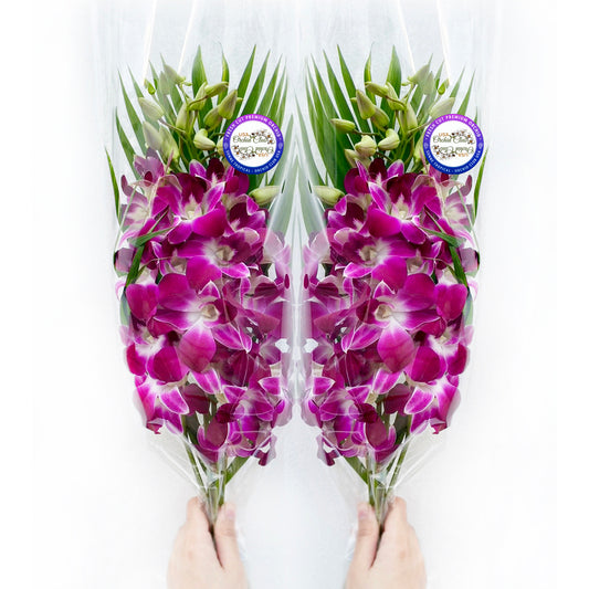 IN STOCK - 10 Stems PURPLE Fresh Cut Dendrobium Orchid Bouquet