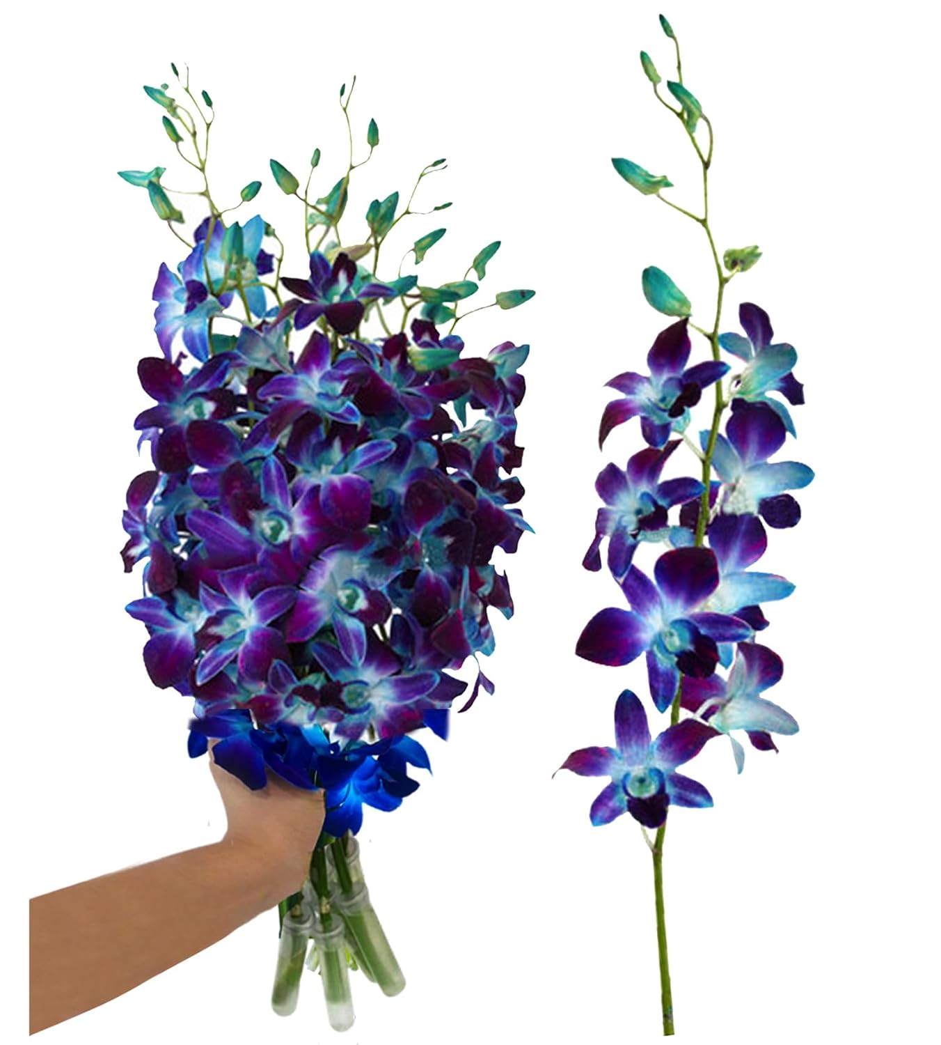 IN STOCK - 10 Stems WHITE Fresh Cut Dendrobium Orchid Bouquet