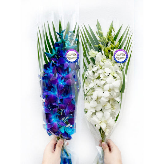 IN STOCK - 10 Stems BLUE-WHITE Fresh Cut Dendrobium Orchid Bouquet