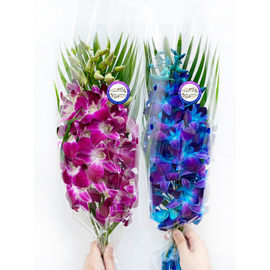 IN STOCK - 10 Stems BLUE-PURPLE Fresh Cut Dendrobium Orchid Bouquet