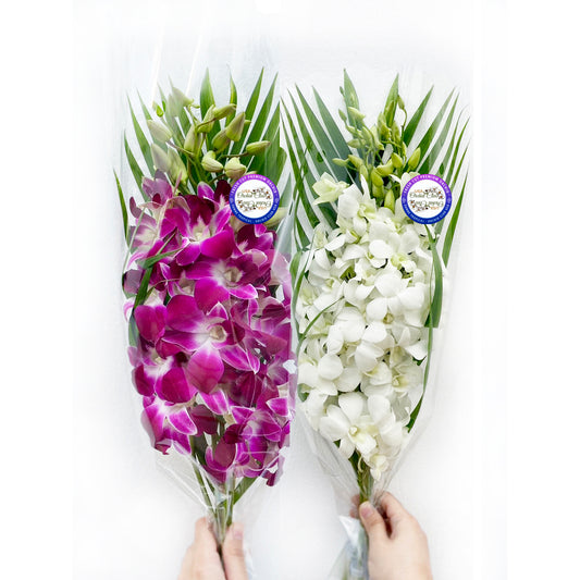 IN STOCK - 10 Stems PURPLE-WHITE Fresh Cut Dendrobium Orchid Bouquet