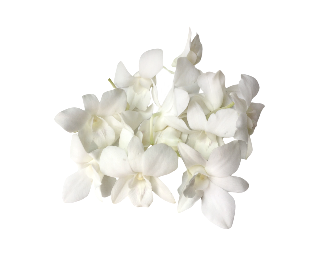 Prebook 100 White Fresh Cut Dendrobium Orchid Loose Bloom
