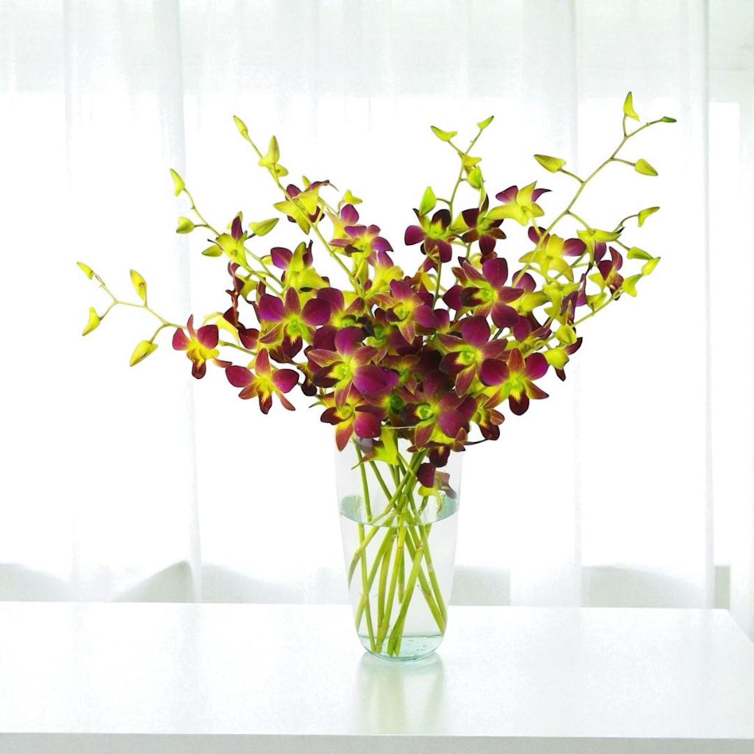 PREBOOK - 10 Stems YELLOW Fresh Cut Dendrobium Orchid Bouquet