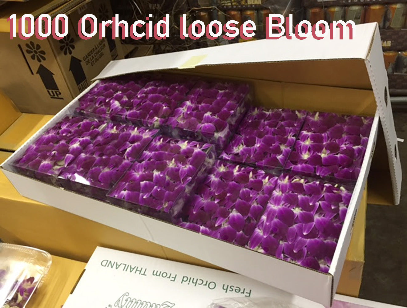 Prebook 1000 Purple Sonia Fresh Cut Dendrobium Orchid Loose Bloom