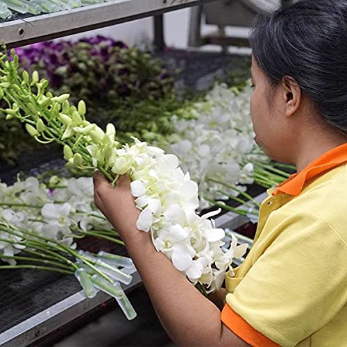 PREBOOK - 10 Stems WHITE Fresh Cut Dendrobium Orchid Bouquet