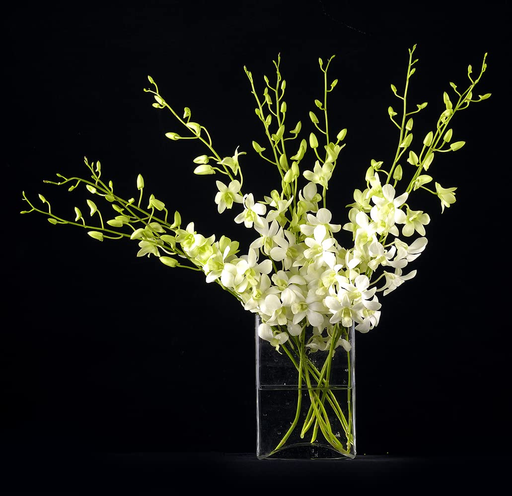 PREBOOK - 10 Stems WHITE Fresh Cut Dendrobium Orchid Bouquet