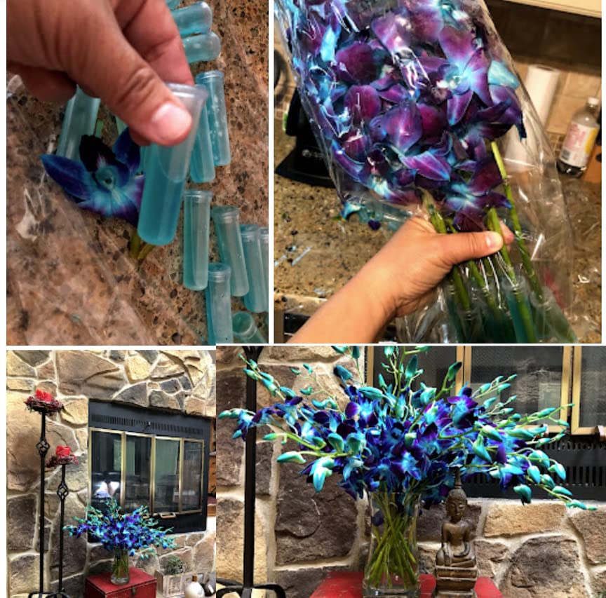 PREBOOK - 10 Stems BLUE Fresh Cut Dendrobium Orchid Bouquet
