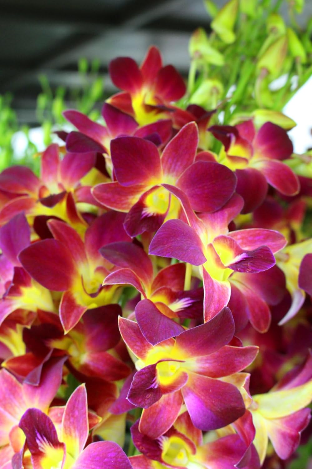 PREBOOK - 10 Stems YELLOW Fresh Cut Dendrobium Orchid Bouquet