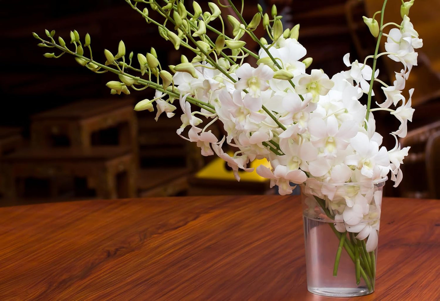 PREBOOK - 10 Stems WHITE Fresh Cut Dendrobium Orchid Bouquet