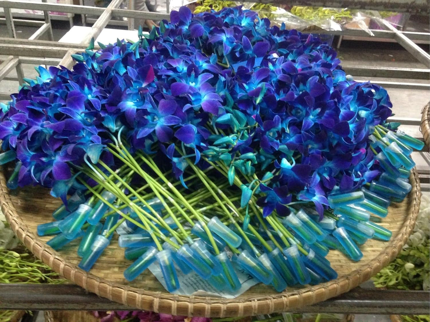 PREBO0K - 10 Stems BLUE-PURPLE Fresh Cut Dendrobium Orchid Bouquet