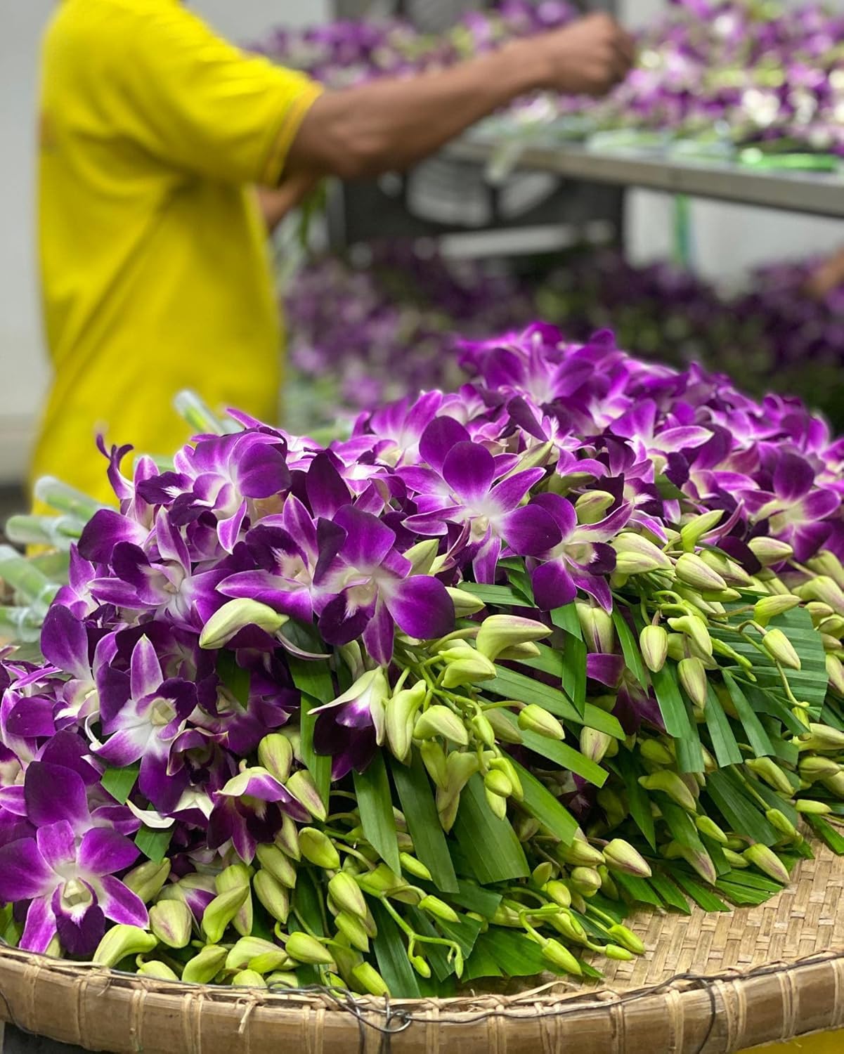 PREBOOK - 10 Stems PURPLE Fresh Cut Dendrobium Orchid Bouquet