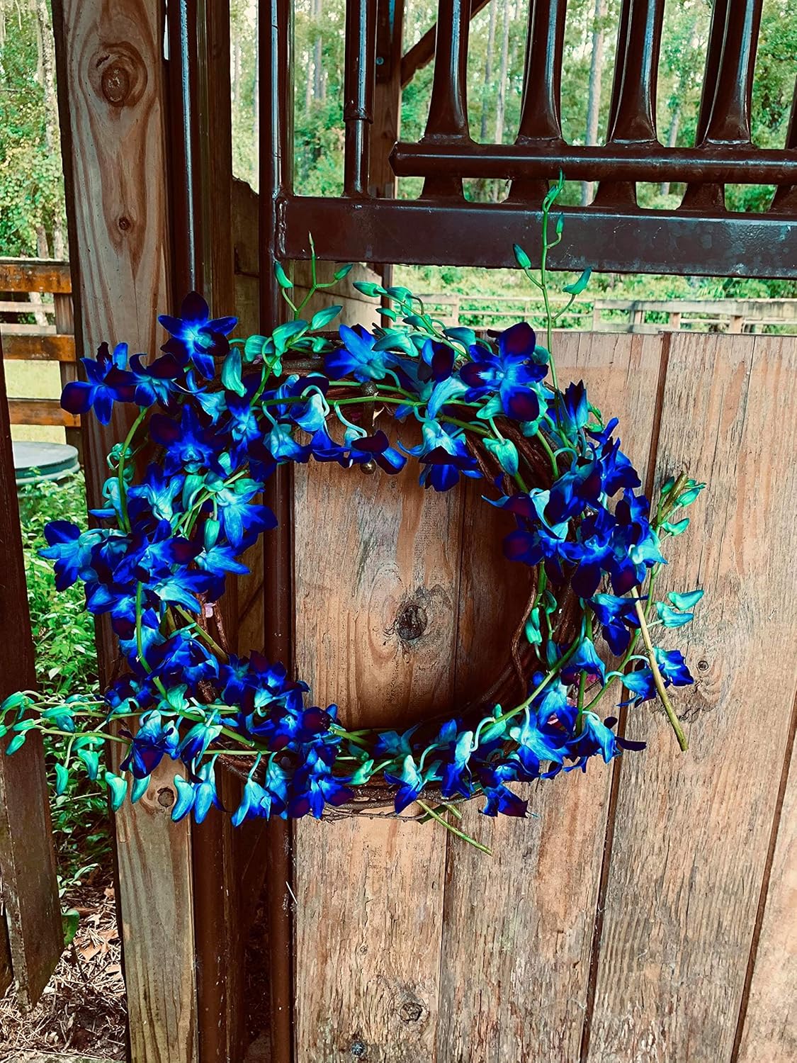 PREBOOK - 10 Stems BLUE Fresh Cut Dendrobium Orchid Bouquet