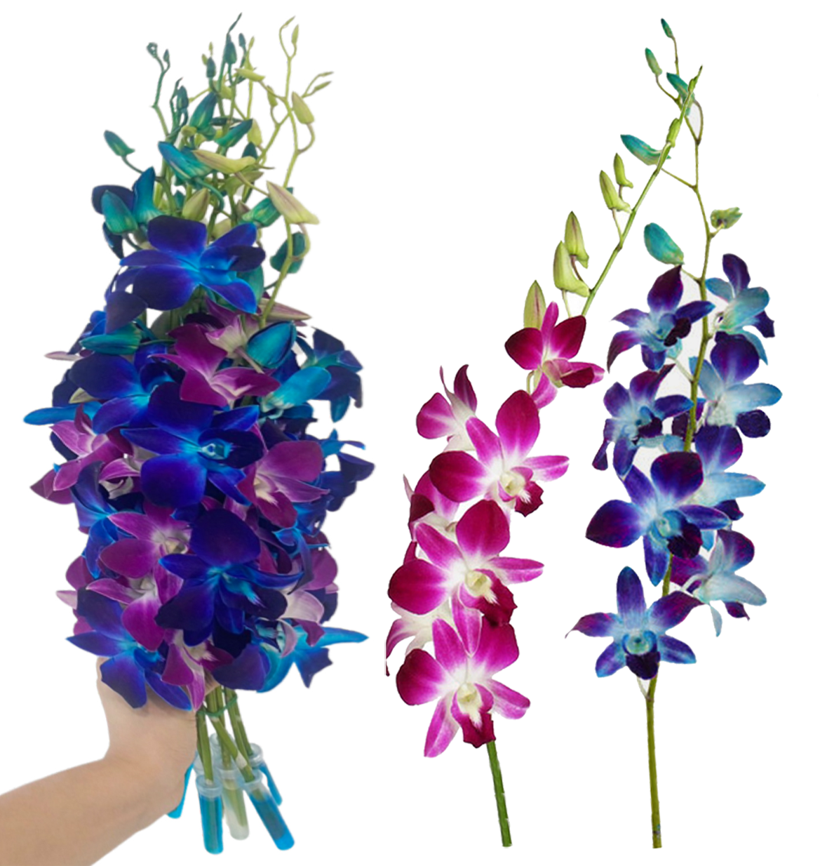 IN STOCK - 10 Stems BLUE-PURPLE Fresh Cut Dendrobium Orchid Bouquet