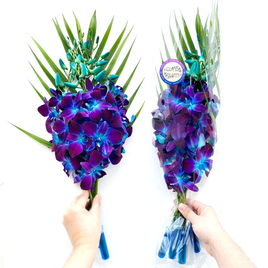 PREBOOK - 10 Stems BLUE Fresh Cut Dendrobium Orchid Bouquet