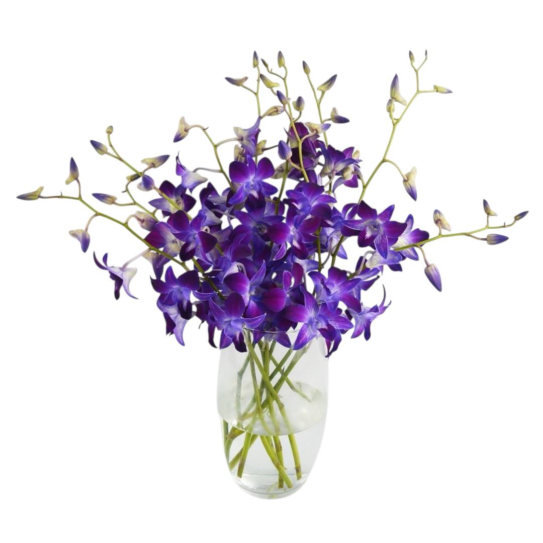 PREBOOK - 10 Stems LAVENDER Fresh Cut Dendrobium Orchid Bouquet