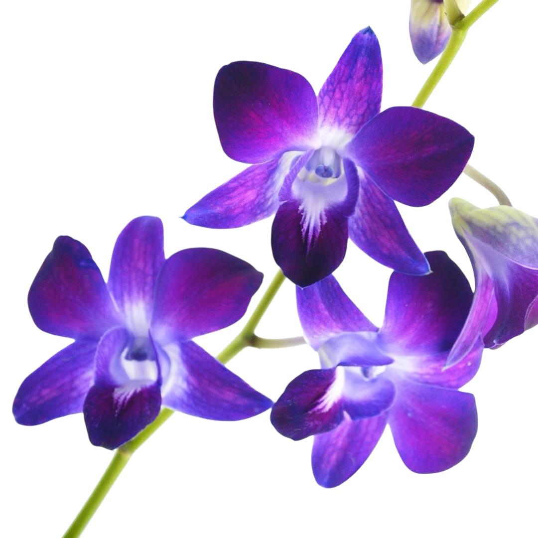 PREBOOK - 10 Stems LAVENDER Fresh Cut Dendrobium Orchid Bouquet