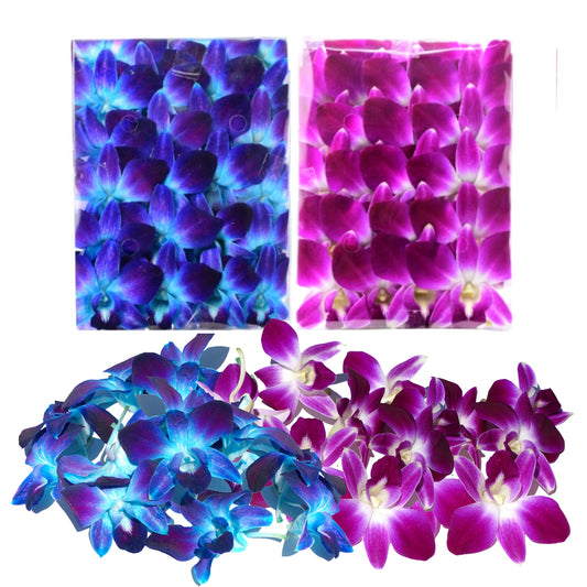 IN STOCK - 50BLUE 50PURPLE COMBO Fresh Cut Dendrobium Orchid Loose Bloom