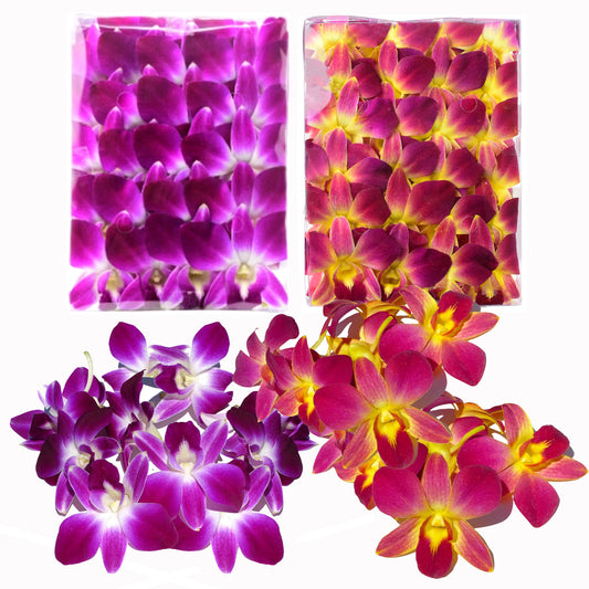 IN STOCK - 50PURPLE 50YELLOW COMBO Fresh Cut Dendrobium Orchid Loose Bloom
