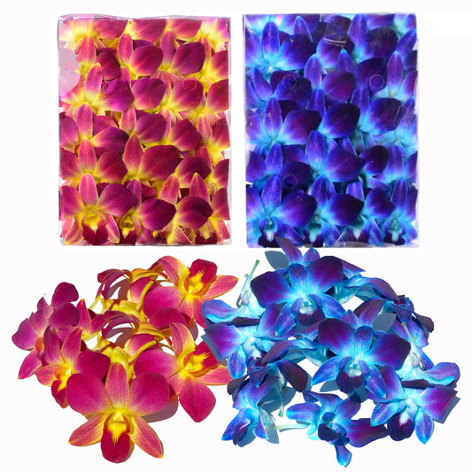 IN STOCK - 50YELLOW 50BLUE COMBO Fresh Cut Dendrobium Orchid Loose Bloom