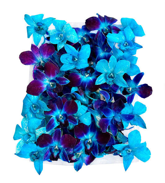 Prebook 100 DUO BLUE Dyed Fresh Cut Dendrobium Orchid Loose Bloom