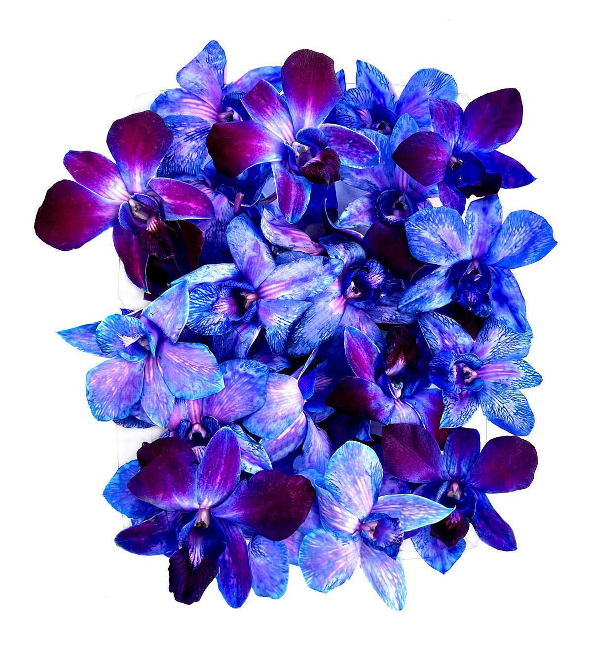 Prebook 100 DUO PURPLE Dyed Fresh Cut Dendrobium Orchid Loose Bloom