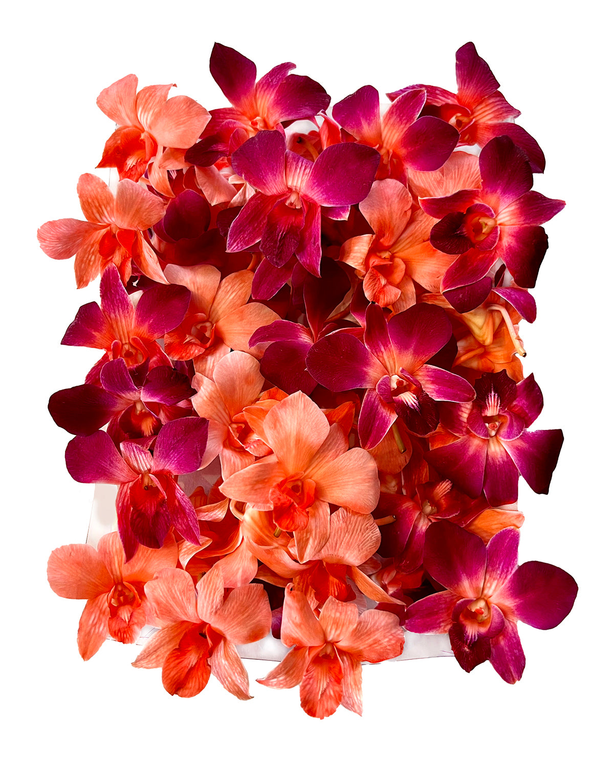 Prebook 100 DUO RED Dyed Fresh Cut Dendrobium Orchid Loose Bloom