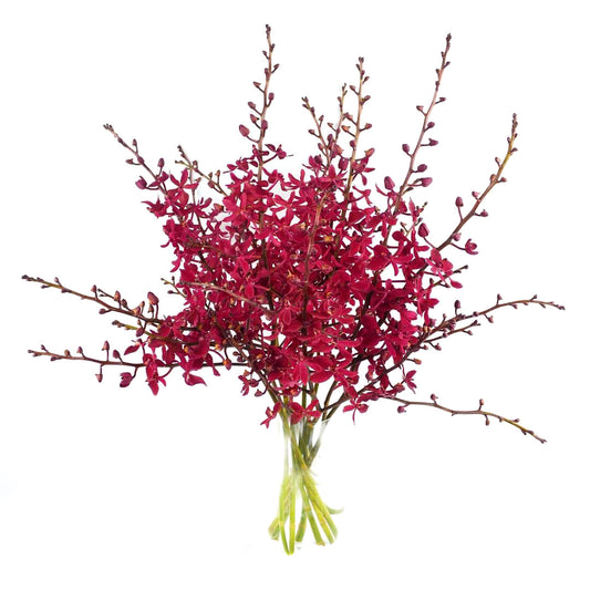 PREBOOK - 10 Stems Fresh Cut Aranthera FIRE Orchid Bouquet