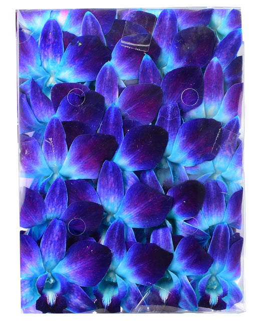 Prebook 100 BLUE DYED-Sonia-Orchid Fresh Cut Flowers Loose Bloom Orchid Dendrobium