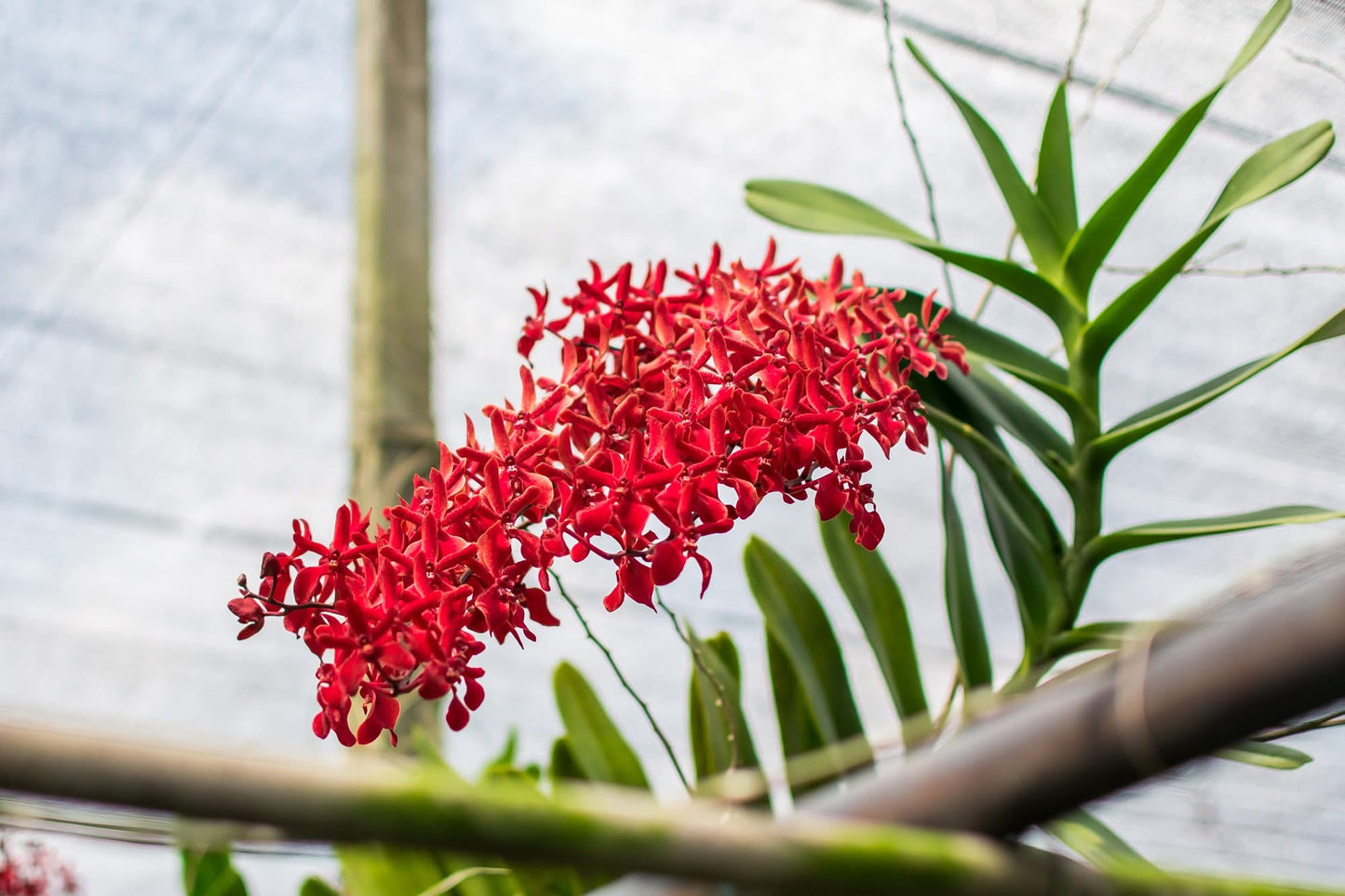 PREBOOK - 5 Stems Fresh Cut Aranthera FIRE Orchid Bouquet