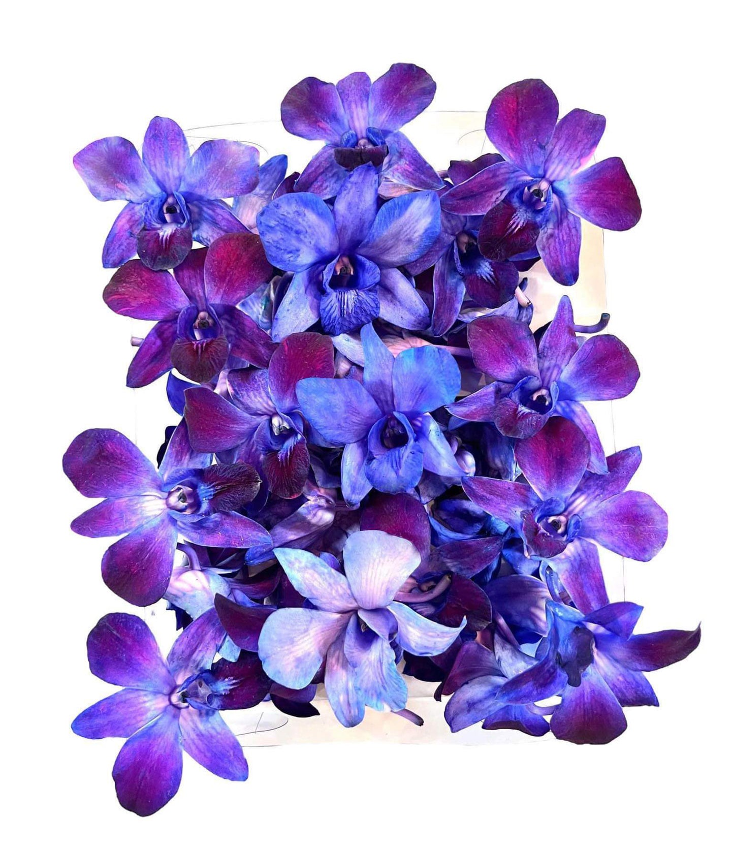 Prebook 100 DUO PURPLE Dyed Fresh Cut Dendrobium Orchid Loose Bloom