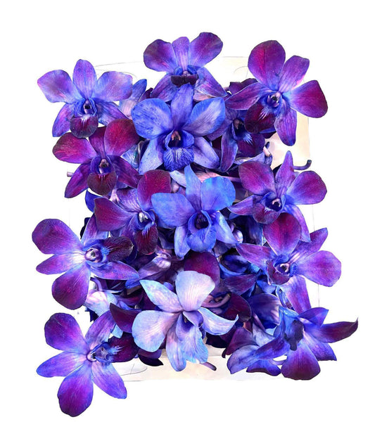 Prebook 100 DUO PURPLE Dyed Fresh Cut Dendrobium Orchid Loose Bloom