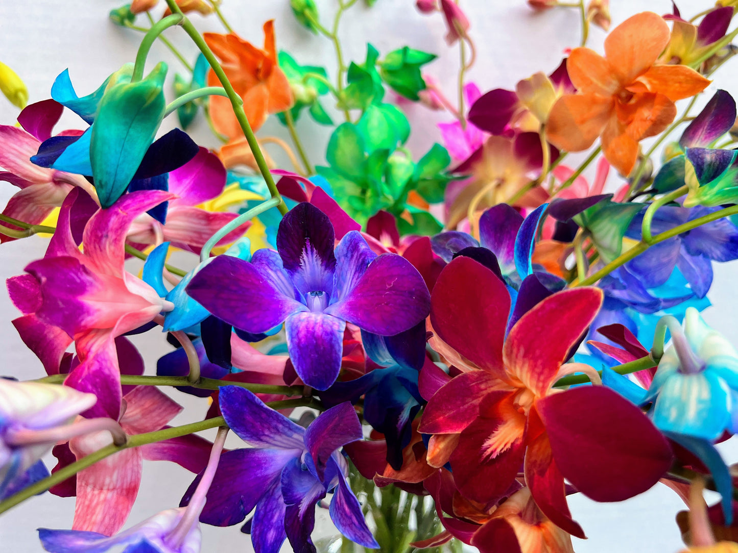 Prebook 100 Rainbow Sonia Dyed Bless Fresh Cut Dendrobium Orchid Loose Bloom