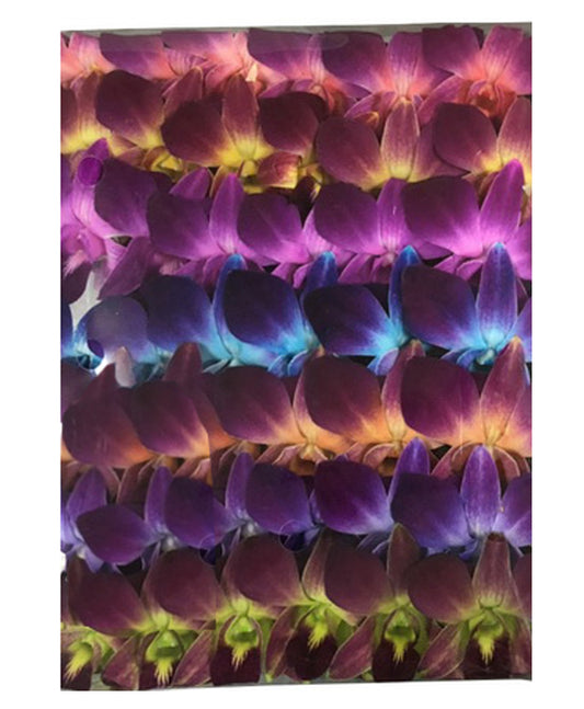 IN STOCK - 50 Rainbow Bless Fresh Cut Dendrobium Orchid Loose Bloom